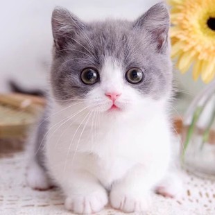 纯种蓝白英短猫活体英短蓝猫幼猫矮脚猫折耳小猫活物宠物猫咪幼崽