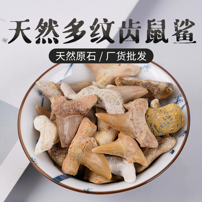 天然化石标本科普教学diy饰品