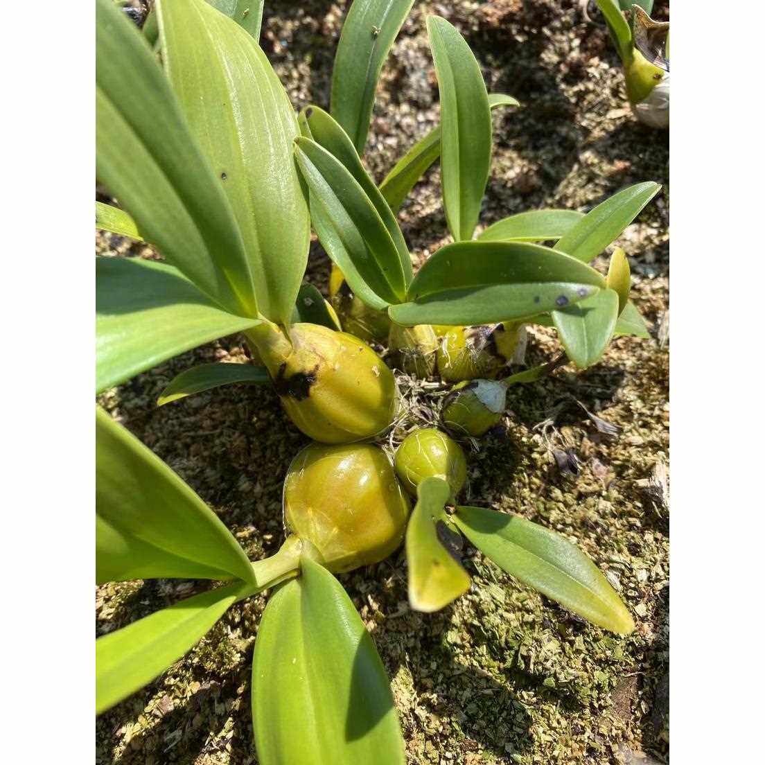 鼓槌石斛迷你鸡蛋鼓槌小鼓槌栗斑鼓槌石斛兰花卉绿植盆栽洋吊兰