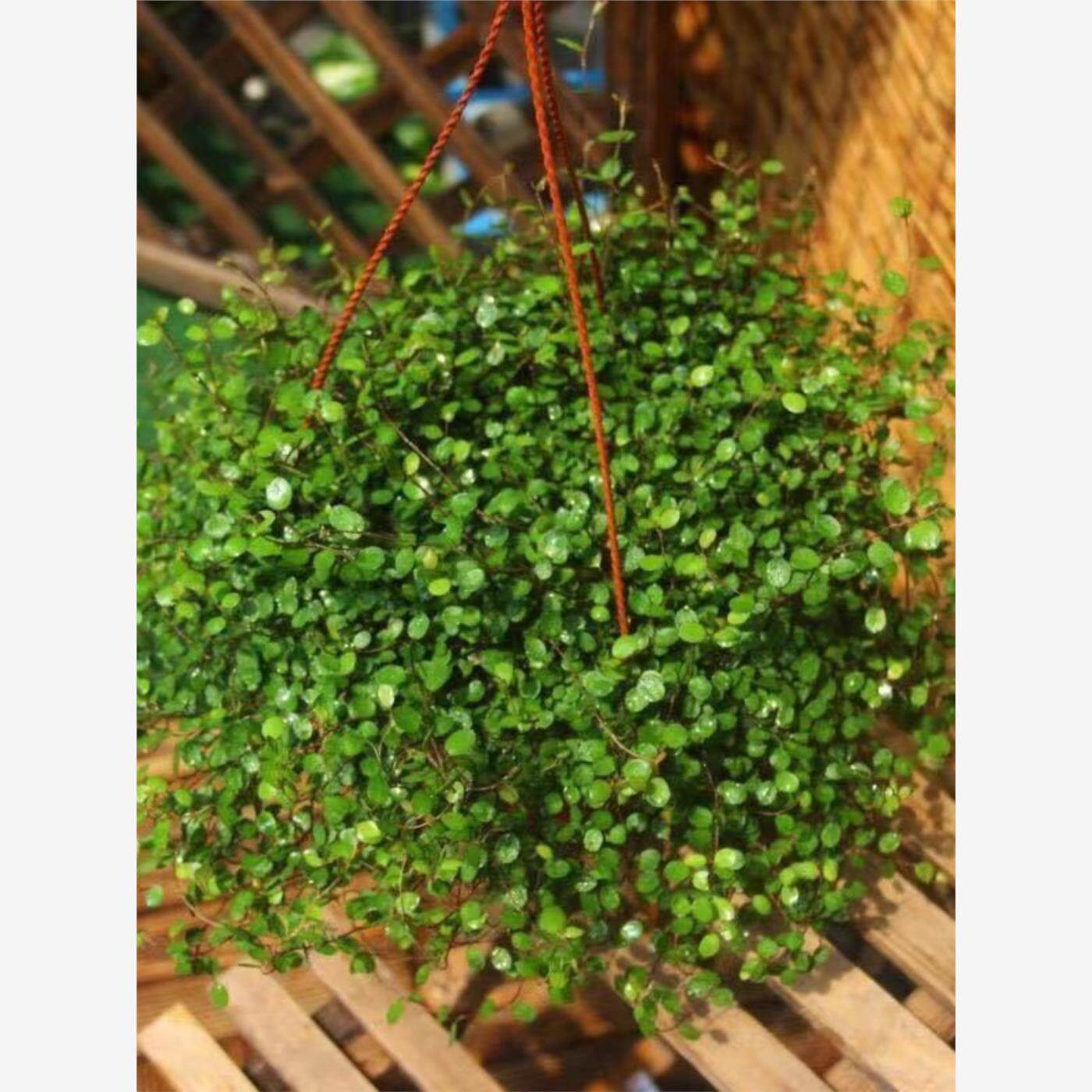 千叶吊兰盆栽花卉绿植花苗 喜阴观叶植物多年生垂吊绿植四季常青