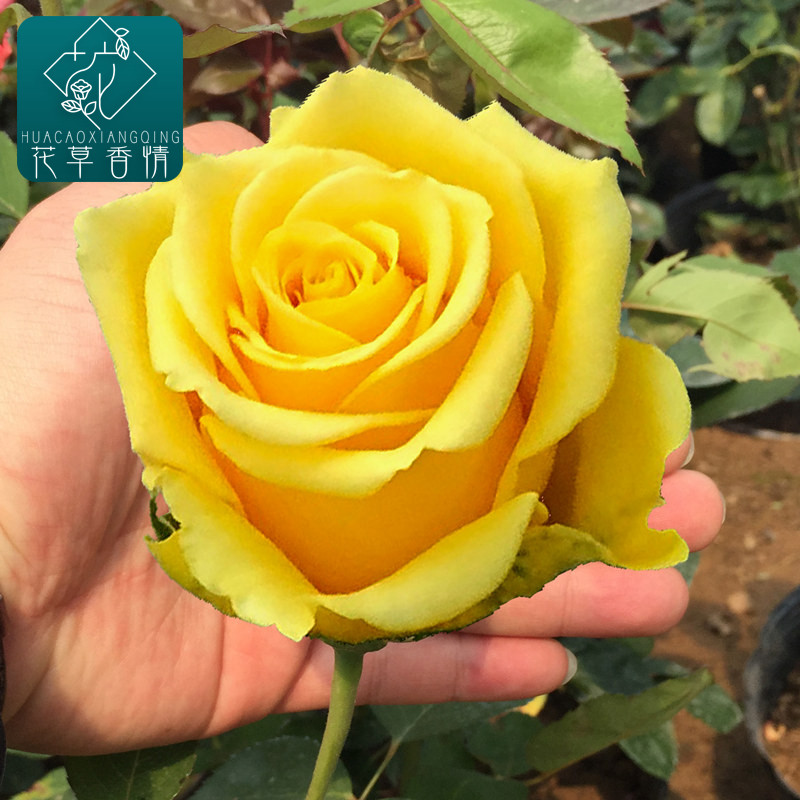 黄玫瑰花苗金香玉金镶玉