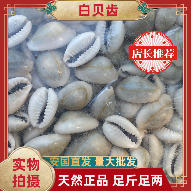 正品白贝齿中药材天然白贝齿无硫包邮安国中药材批发市场大全