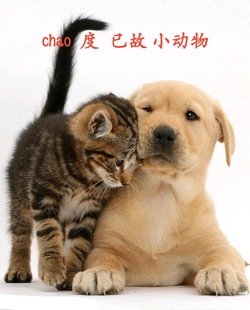 下单前咨询客服 快乐 度 已故小动物