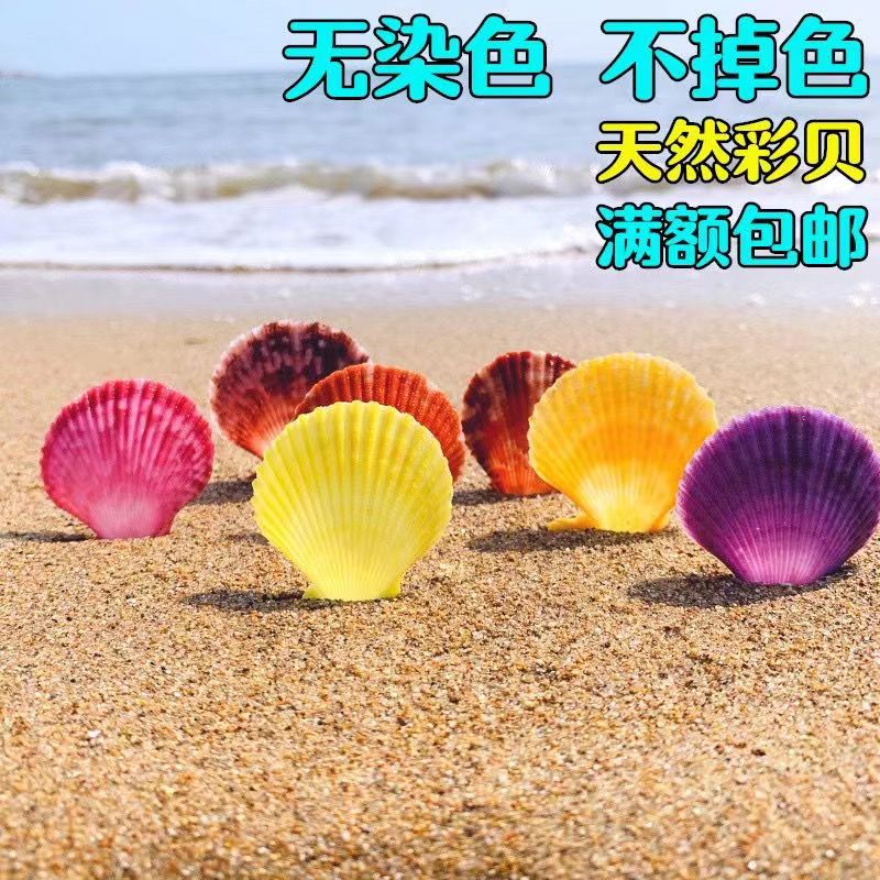 天然海螺贝壳情侣扇贝墙贴婚庆装饰品鱼缸造景收藏绘画彩色扇贝图片