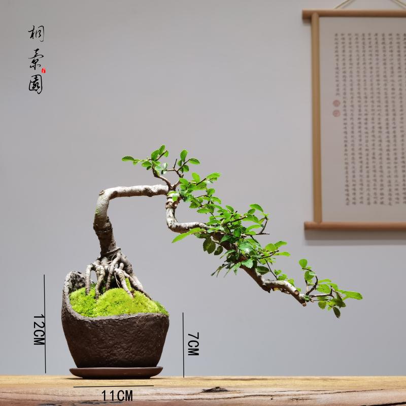 新款悬崖抱石提根邻水造型禅意盆景小叶榕花皮榕榆树榔榆栀子花款