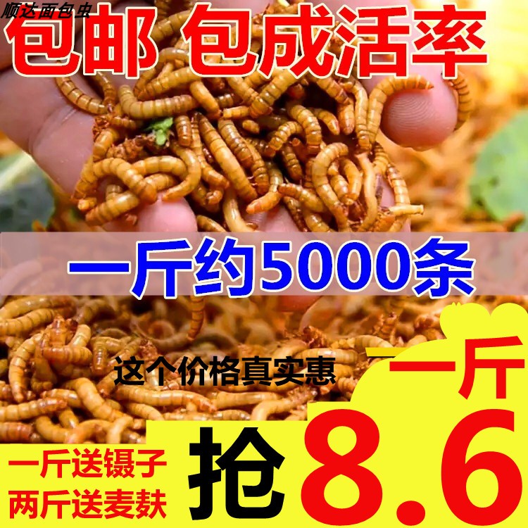 面包虫活体 黄粉虫活虫 鹦鹉鱼爬虫/鸣虫食物