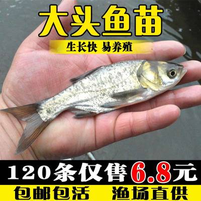大头鱼苗胖头淡水养殖鳊雄白鲢冷水观赏鱼活体麻鲢鳙鱼苗花鲢鱼苗