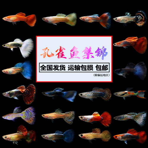精品孔雀鱼纯种活体凤尾鱼苗淡水金鱼小型热带观赏鱼冷水极品杂袍