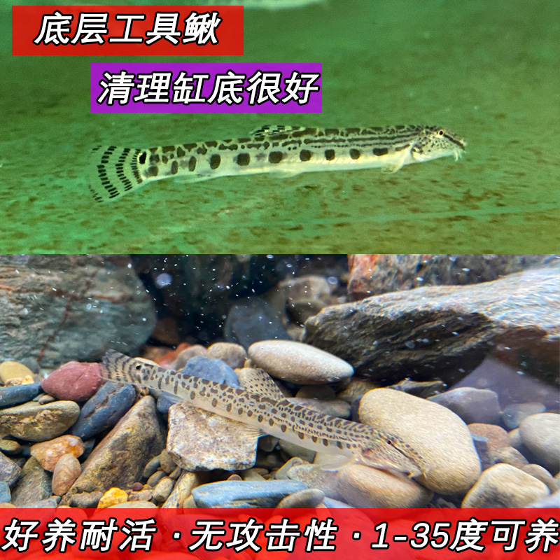 观赏鱼中华沙鳅中国原生鱼冷水清道夫花泥鳅好养耐活淡水清洁工具