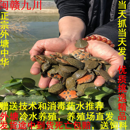 小甲鱼苗外塘生态养殖中华鳖淡水王八活体宠物水鱼送饲料包活到家