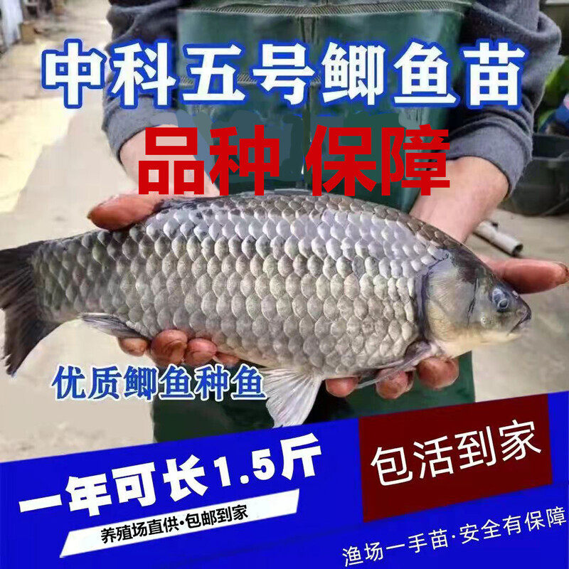 大规格黄金鲫鱼苗中科五号工程鲫湘云鲫鱼苗5号3活体淡水养殖水花