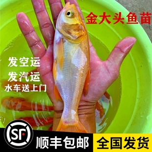 淡水金大头金鲢鱼鳙鱼胖头鱼苗观赏鱼养殖水活体鱼可食用包邮