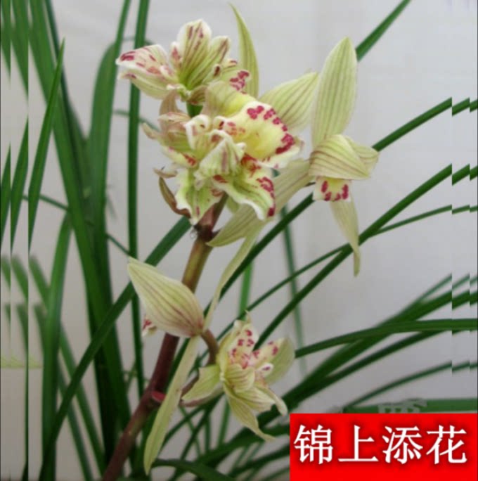 当年开花老种莲瓣兰【锦上添花】兰花苗阳台浓香花卉绿植盆栽包邮