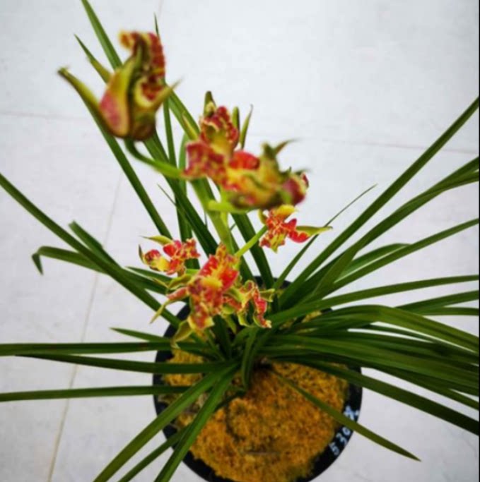 当年开花自然老种蕙兰【中华红】兰花苗阳台浓香花卉绿植盆栽包邮