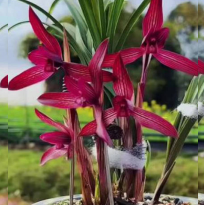 当年开花自然老种春兰【红钻】兰花苗阳台浓香花卉绿植盆栽包邮