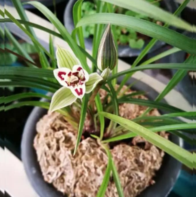 当年开花老种莲瓣兰【满江红】兰花苗阳台浓香花卉绿植盆栽包邮