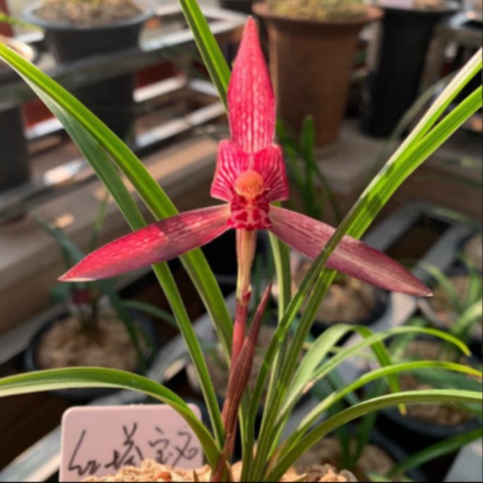 当年开花老种春兰【红塔宝石】兰花苗阳台浓香花卉绿植盆栽包邮