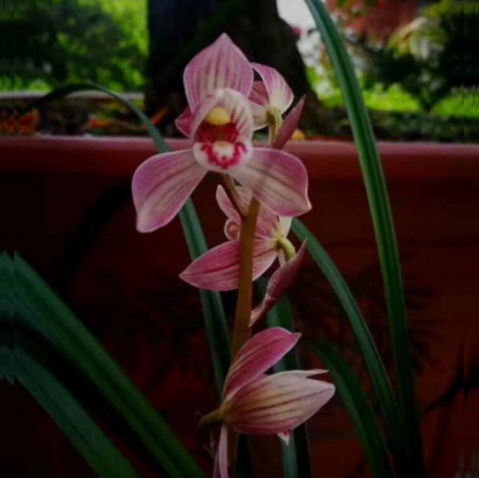 当年开花老种莲瓣兰【寺小灵童】兰花苗阳台浓香花卉绿植盆栽包邮