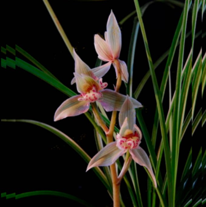 当年开花老种莲瓣兰【黄金海岸】兰花苗阳台浓香花卉绿植盆栽包邮