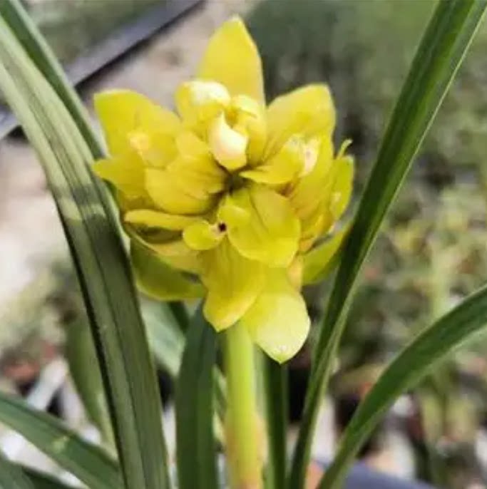 当年开花自然老种春兰【黄荷奇】兰花苗阳台浓香花卉绿植盆栽包邮