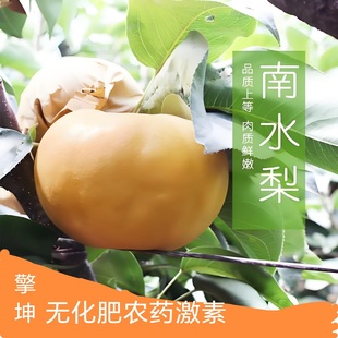 擎坤原生态短把南水梨子新品新鲜高级水果孕妇脆甜冰糖味果园直发