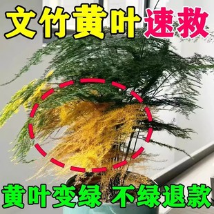 免稀释文竹营养液治黄叶专用肥料一喷绿盆栽室内液体肥云竹营养液