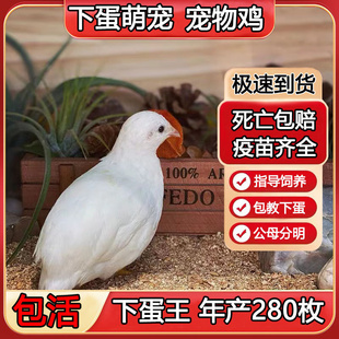 网红鸡宠物鸡幼鸡活物小鸡活苗活鸡仔一公一母下蛋成鸡珍珠色活体