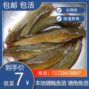 本地塘角鱼苗活体塘鲺鱼苗土鲶鱼苗淡水胡子鲶鱼苗皇妃一号养殖苗
