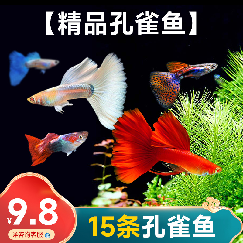 孔雀鱼活体热带鱼小型鱼苗观赏鱼胎生淡水好养耐养宠物凤尾群游鱼