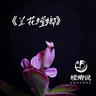 兰花螳螂观赏螳螂宠物螳螂螳螂说新手饲养套装
