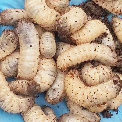 蛴螬老母虫活虫新品鱼饵黑坑野钓野战钓鱼专用饵料鲶鱼鲤鱼黄辣丁