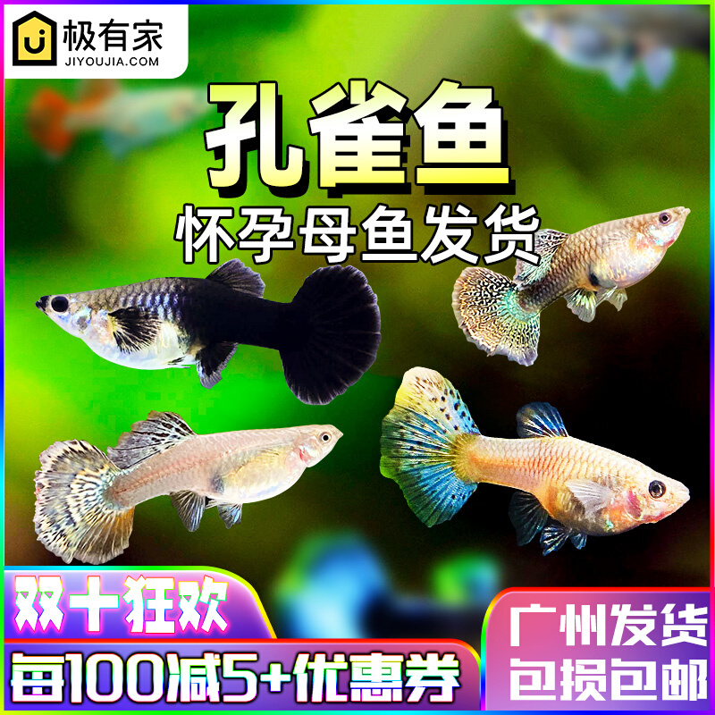 孔雀鱼怀孕母临产精品观赏鱼大肚小型热带淡水好养活胎生凤尾繁殖