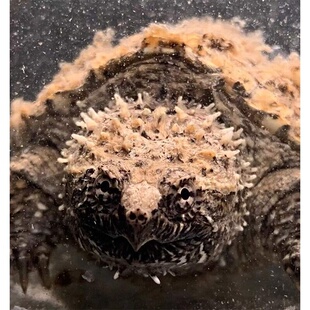 原种纯佛鳄龟爆刺鳄鱼龟幼苗佛鳄龟活物杂佛北美小鳄龟乌龟宠物