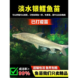 银鳕鱼苗淡水养殖食用红眼银雪鱼活体鱼苗冷水高档观赏鱼好养耐活