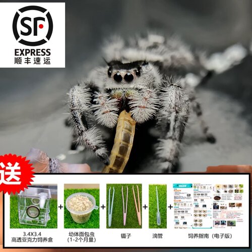 蜘蛛跳蛛佛罗里达跳蛛白佛小朋友礼物卢卡斯跳蛛微距摄影桌面宠物