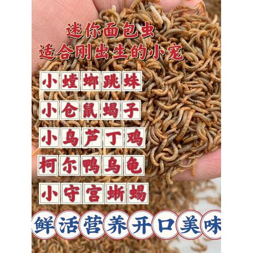 小面包虫活体小黄粉虫1cm蝎子牛蛙蜘蛛守宫螳螂开口虫鲜活包邮