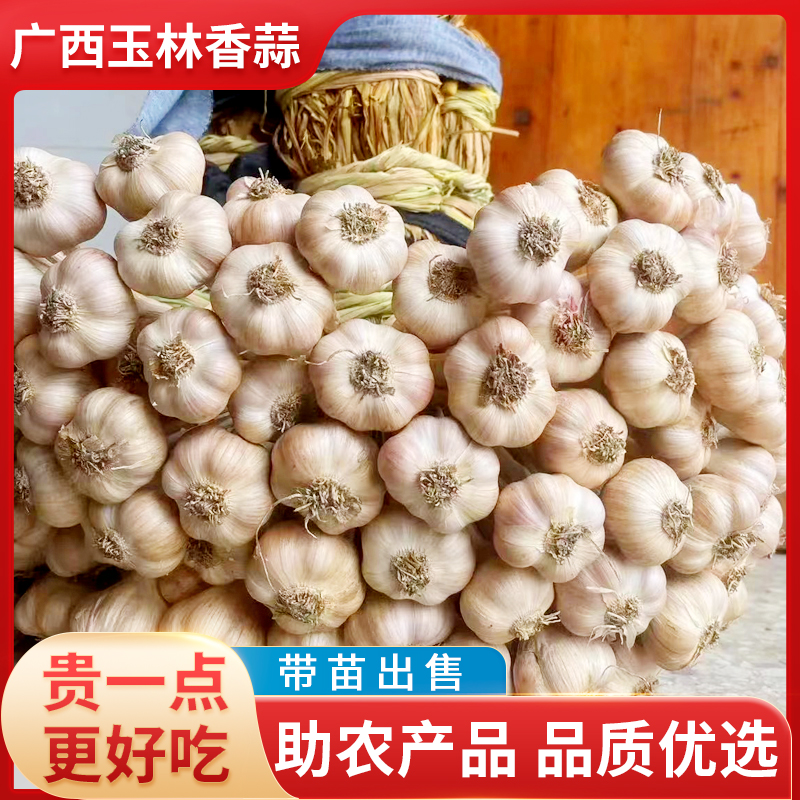 广西玉林仁东香蒜本地香蒜大蒜头