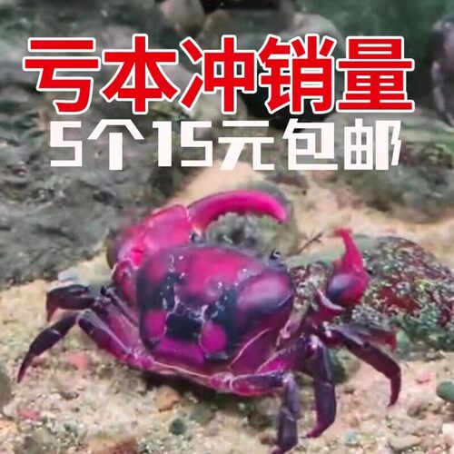 新店冲量5个15元包邮，紫罗兰束腰蟹宠物淡水田溪蟹观赏蟹将军蟹