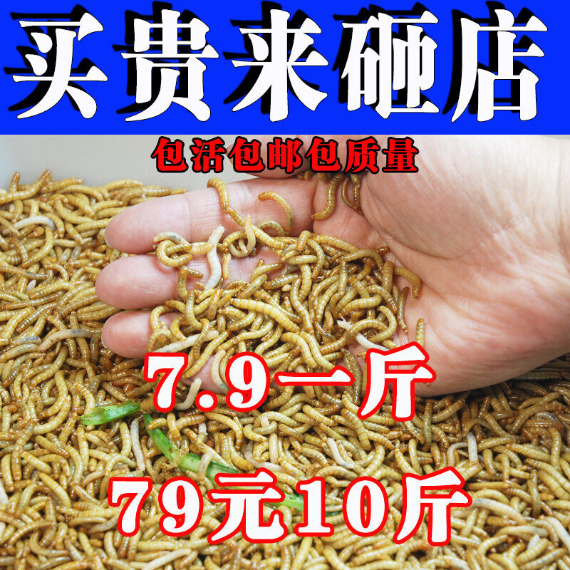面包虫活体 黄粉虫活虫 鹦鹉鱼观赏鱼饲料