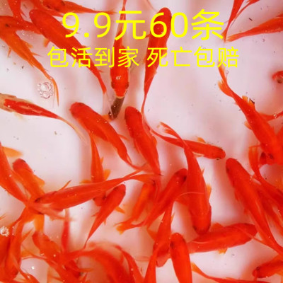 草金鱼新手小鱼冷水好养最耐活的冷水鱼观赏鱼冷水练手金鱼苗一斤