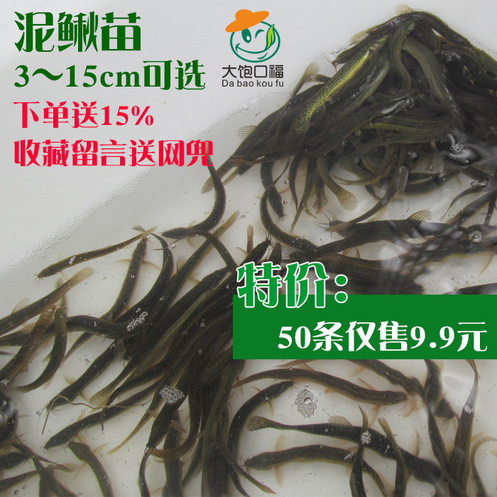 小泥鳅苗钓鱼筏钓台湾泥鳅饲料鱼 活体鳅鱼翘嘴诱饵乌龟鳄龟活食