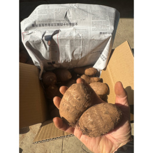 莱阳芋头  没有母子和二母子 全是果王级别的子芋头 5斤净重