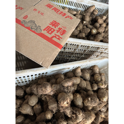 莱阳芋头 粉丝福利 5斤净重  19.99  大中小混发 不好吃拉黑