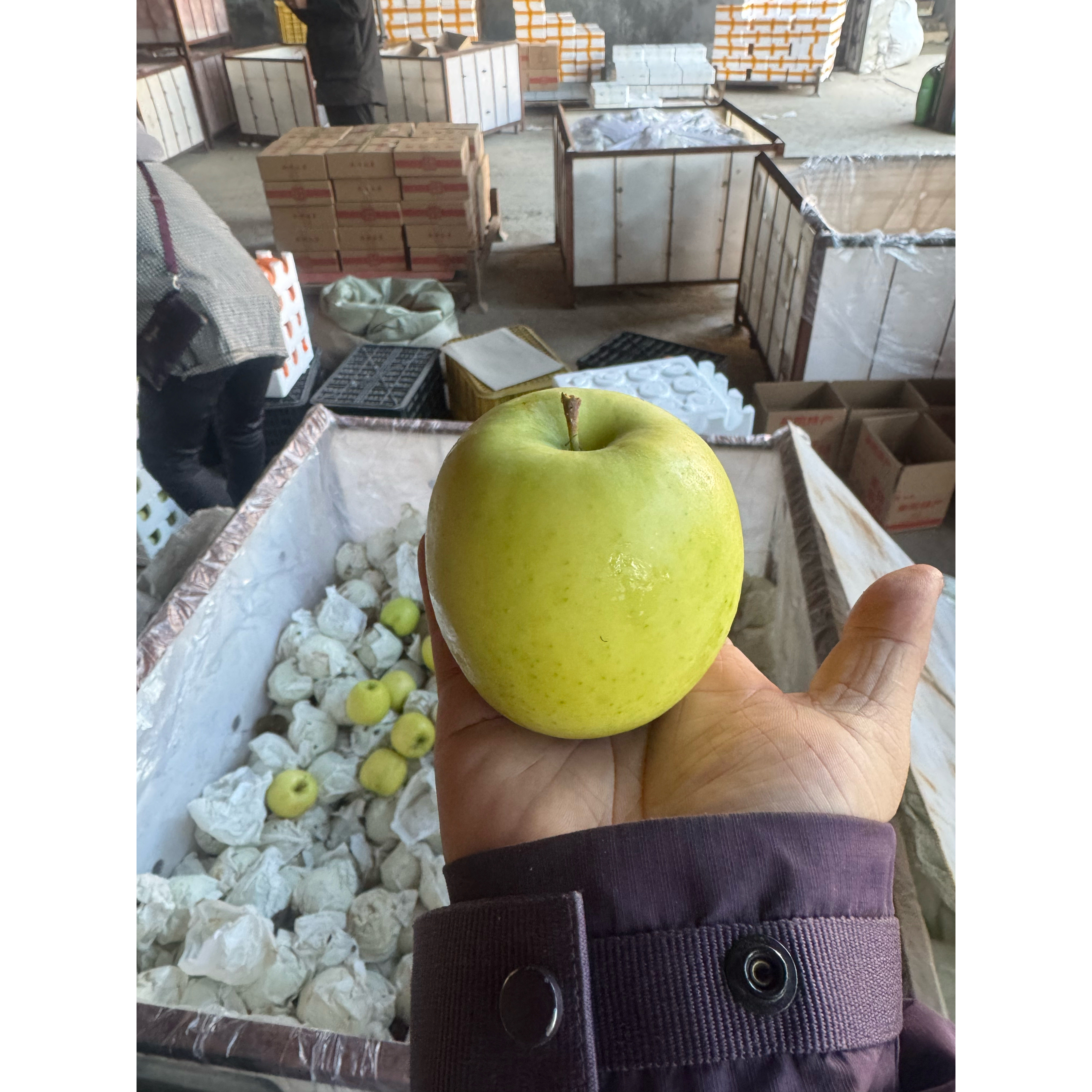 京东快递 2025年 烟台 瑞雪苹果大果  8到12个 国货之光 粉丝先得,水产肉类/新鲜蔬果/熟食,苹果,淘宝优惠券,粉丝福利购,淘宝优惠卷