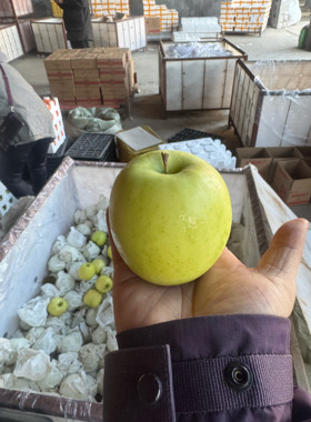 普通快递 2025年 烟台 瑞雪苹果大果  8到12个 国货之光 粉丝先得