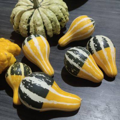 把玩堵青皮墨西哥虞美人葫芦小淘气观赏南瓜西瓜球摆件