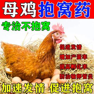 母鸡抱窝药鸡发情让鸡抱窝的药受精药母鸡不下蛋用什么药不受精药
