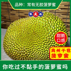 菠萝蜜顺丰包邮高州无胶菠萝蜜黄肉干包茂名珍珠菠萝蜜一整个