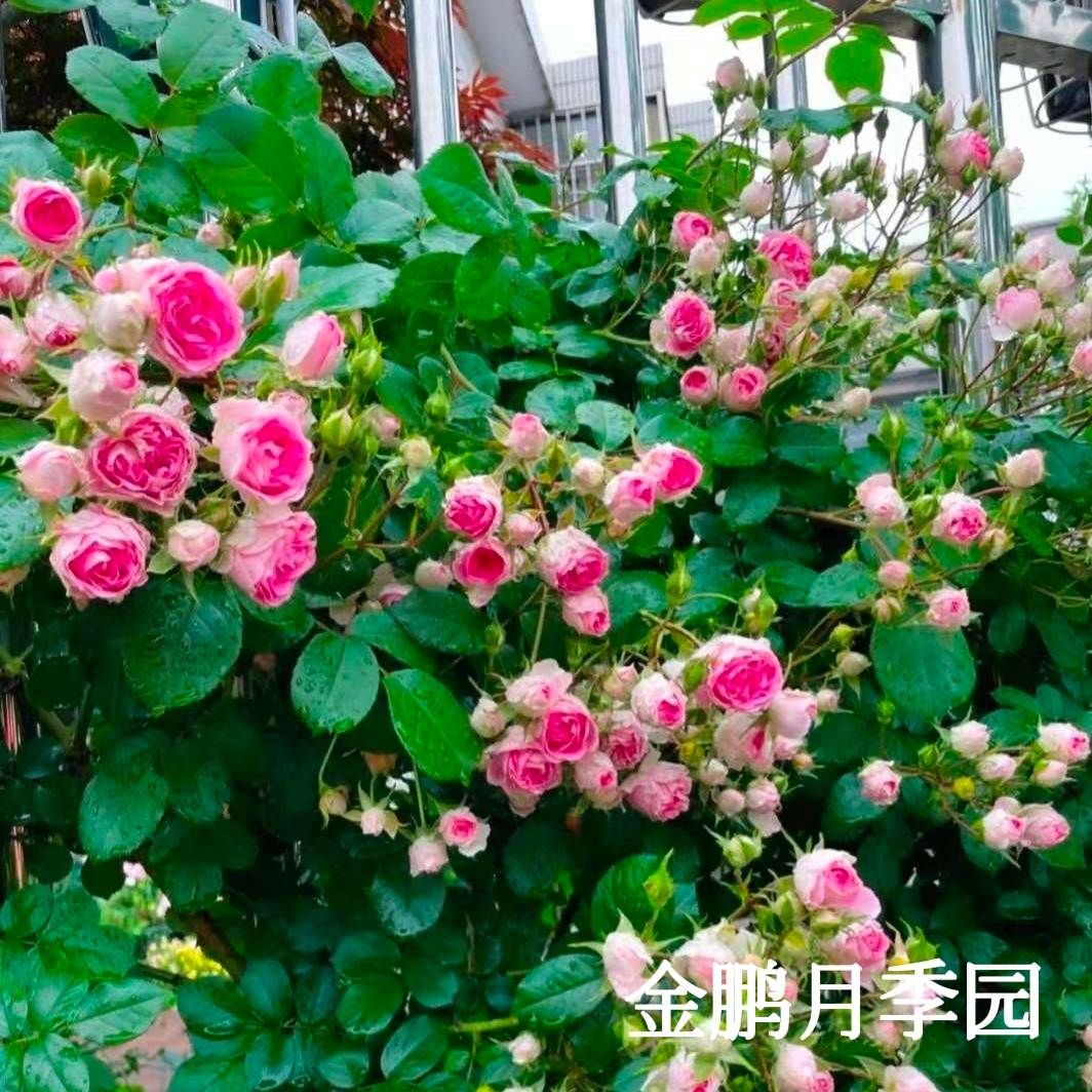 胭脂扣月季蔷薇花苗爬藤月季四季开花庭院植物阳台玫瑰花卉盆栽