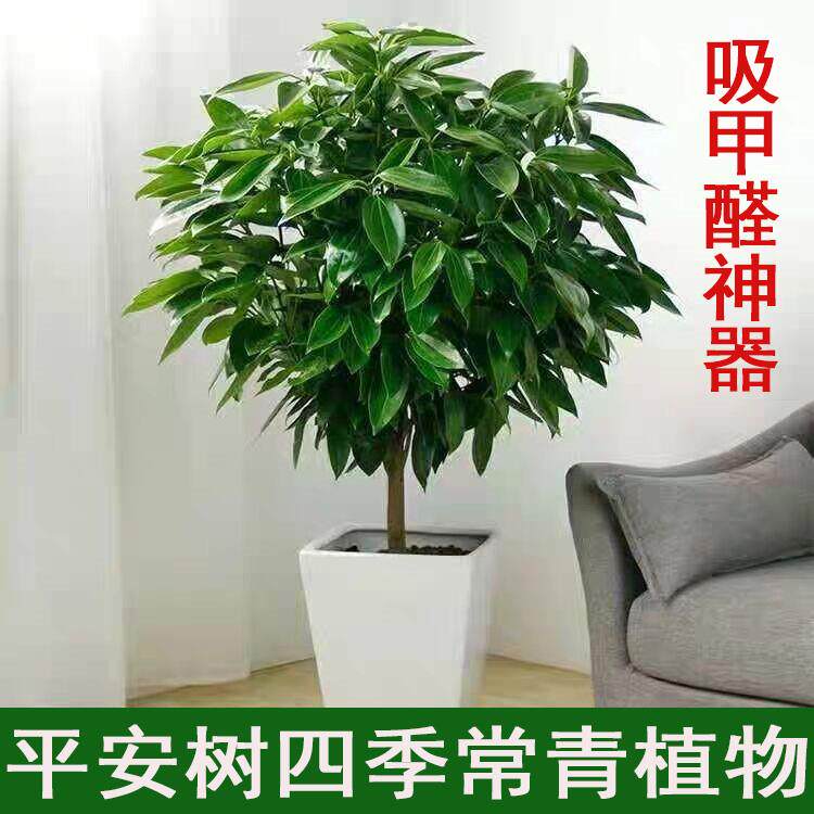 绿植客厅大颗好养春季适合家里养的放什么好室内的盆栽植物盘栽植